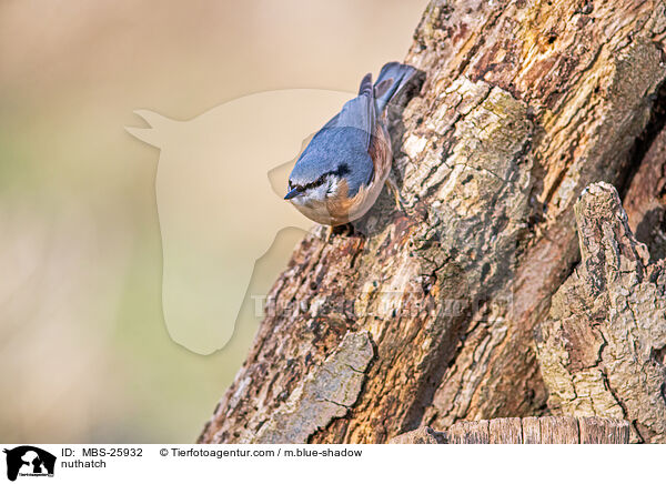 nuthatch / MBS-25932