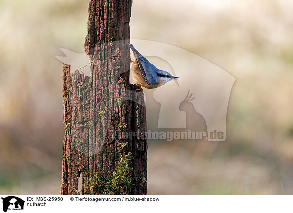nuthatch / MBS-25950
