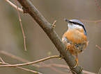 Eurasian Nuthatch