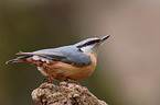 Eurasian Nuthatch