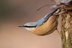 Eurasian nuthatch