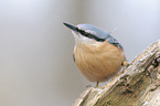 Eurasian nuthatch