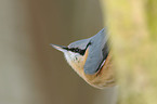 Eurasian nuthatch