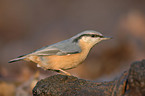 Eurasian nuthatch