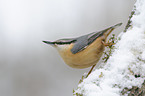 Eurasian nuthatch