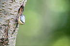 nuthatch