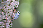 nuthatch