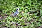 standing Nuthatch