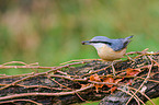nuthatch