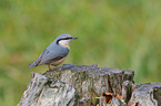 nuthatch