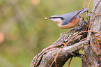 nuthatch