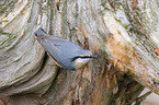 nuthatch
