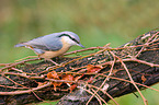 nuthatch