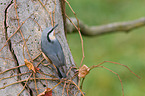 nuthatch