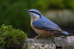nuthatch