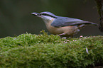 nuthatch