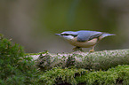nuthatch