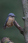 nuthatch