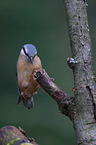 nuthatch