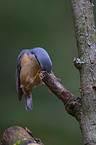 nuthatch