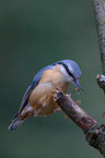 nuthatch