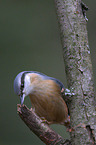 nuthatch