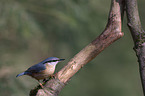 nuthatch