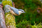 nuthatch