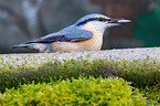 nuthatch