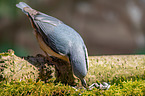 nuthatch