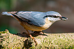 nuthatch