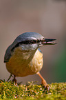 nuthatch