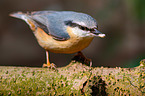 nuthatch
