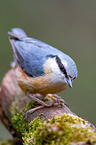 nuthatch