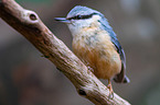 nuthatch