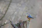 nuthatch