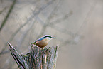 nuthatch