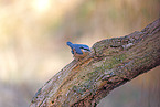 nuthatch