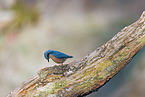 nuthatch