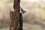 nuthatch