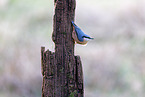 nuthatch