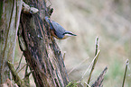 nuthatch