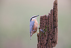 nuthatch