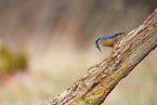 nuthatch
