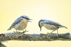 nuthatch