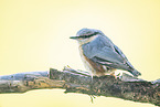 nuthatch