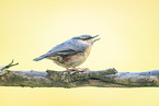 nuthatch
