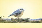 nuthatch