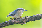nuthatch