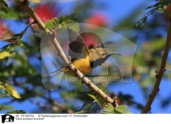 Olive-backed Sunbird / FF-08750